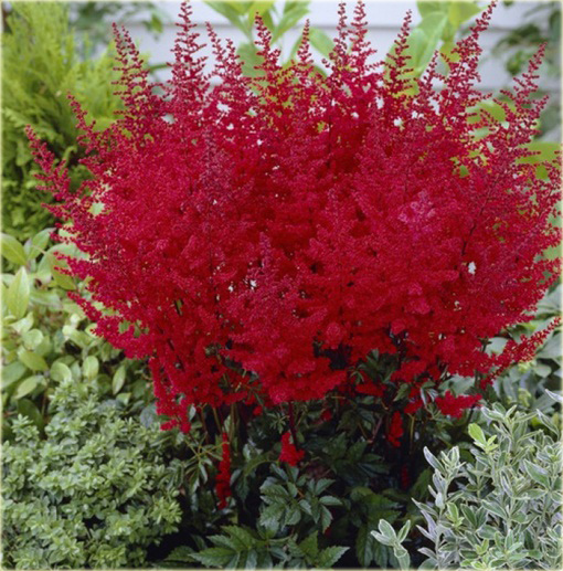 Tawułka Younique Carmine Astilbe arendsii