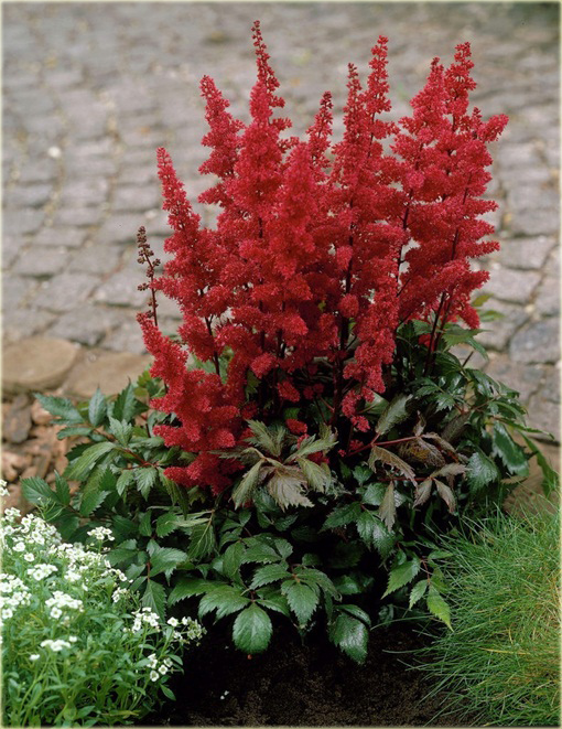 Tawułka Younique Carmine Astilbe arendsii