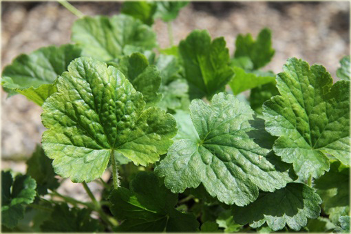 Telima wielkokwiatowa Tellima grandiflora