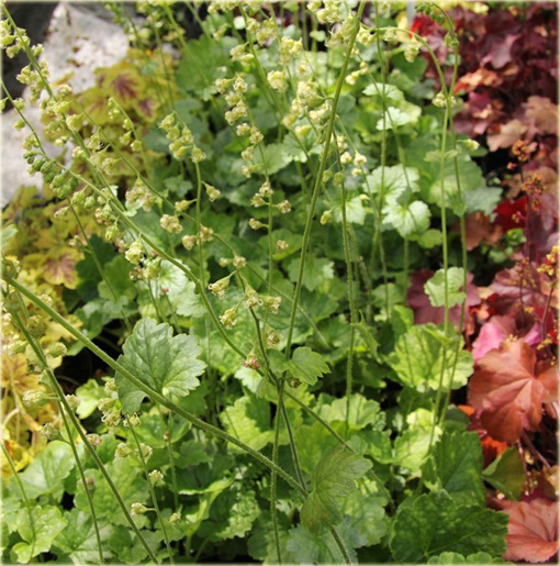 Telima wielkokwiatowa Tellima grandiflora