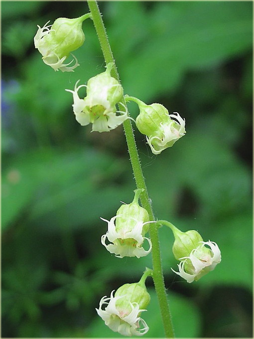 Telima wielkokwiatowa Tellima grandiflora