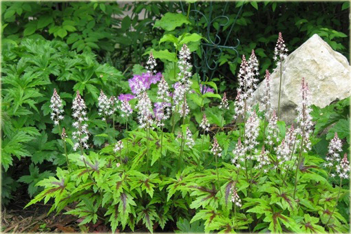 Tiarella Iron Butterfly Tiarella