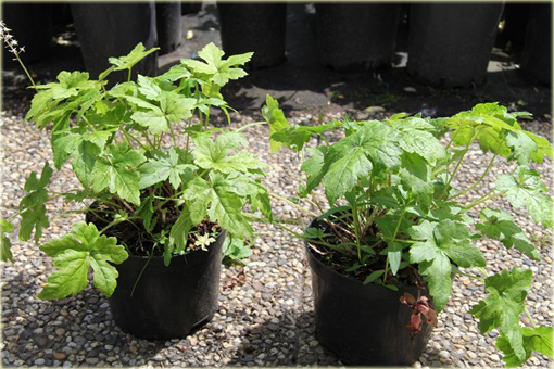 Tiarella Iron Butterfly Tiarella