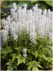Tiarella Iron Butterfly Tiarella