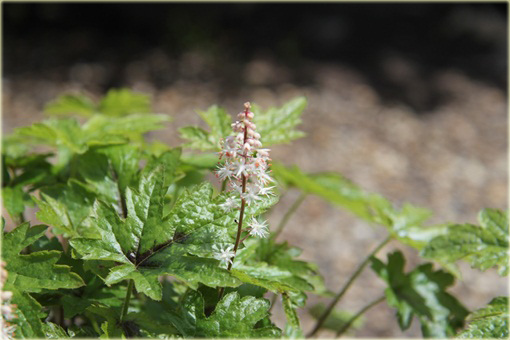 Tiarella Pink Skyrocket Tiarella