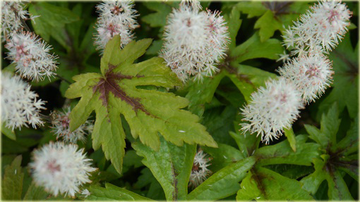 Tiarella Pink Skyrocket Tiarella
