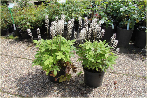 Tiarella Spring Symphony Tiarella
