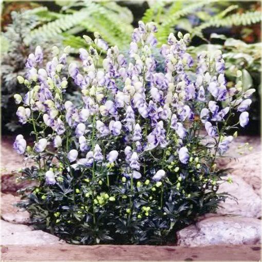 Tojad Cammarum Eleonora Aconitum cammarum Eleonora