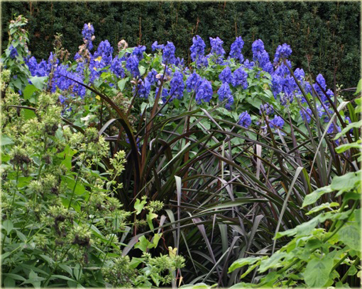 Tojad Carmichaela Arendsii Aconitum carmichaelii arendsii