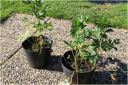Tojad Carmichaela Arendsii Aconitum carmichaelii arendsii