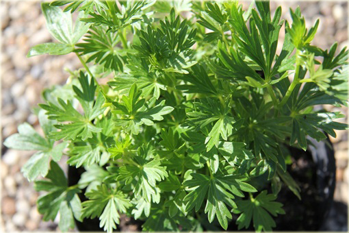 Tojad mocny Rubellum Aconitum napellus Rubellum