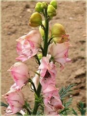 Tojad mocny Rubellum Aconitum napellus Rubellum