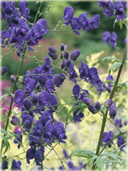 Tojad Sparks Variety Aconitum henryi Sparks Variety