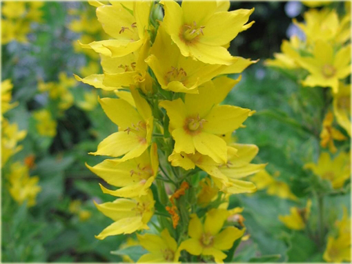 Tojeść kropkowana Lysimachia punctata