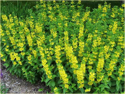 Tojeść kropkowana Lysimachia punctata