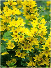 Tojeść kropkowana Lysimachia punctata