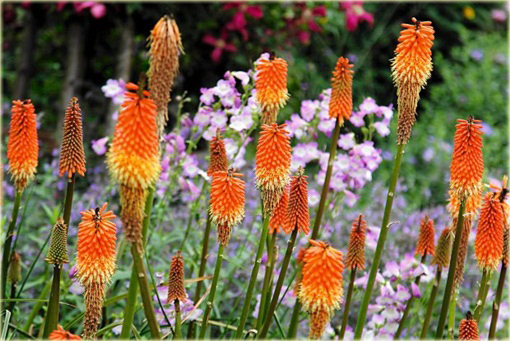 Trytoma Royal Castle Kniphofia uvaria