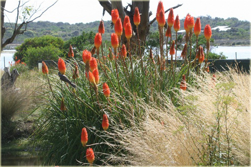 Trytoma Royal Castle Kniphofia uvaria