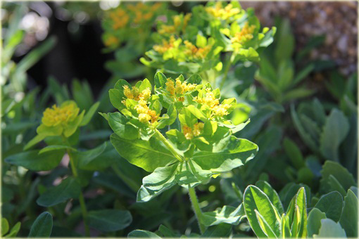 Wilczomlecz złocisty Euphorbia epithymoides