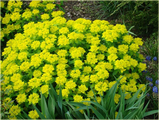 Wilczomlecz złocisty Euphorbia epithymoides