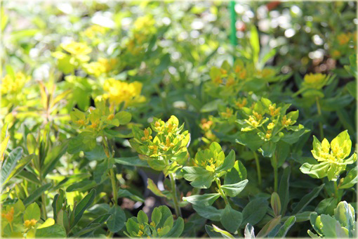 Wilczomlecz złocisty Euphorbia epithymoides