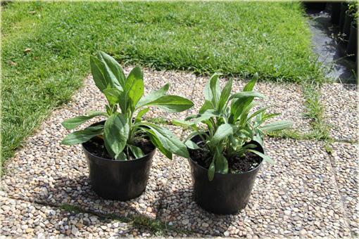 Złocień olbrzymi wielki Laspider Leucanthemum maximum