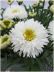 Złocień olbrzymi wielki Laspider Leucanthemum maximum