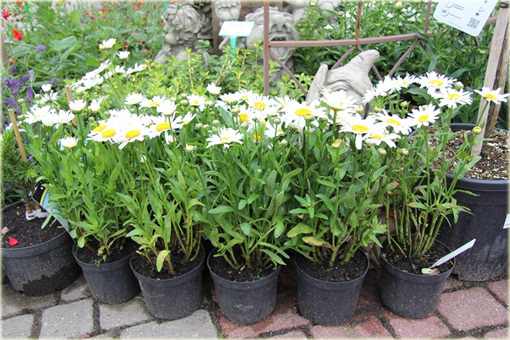 Złocień wielki Snow Lady Chrysanthemum maximum Snow lady