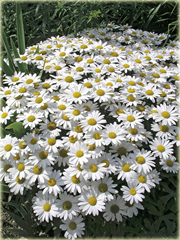 Złocień wielki Snow Lady Chrysanthemum maximum Snow lady