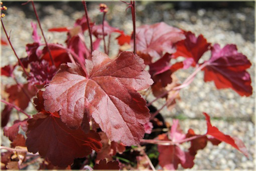 Żurawka Little Cutie Blondie Heuchera