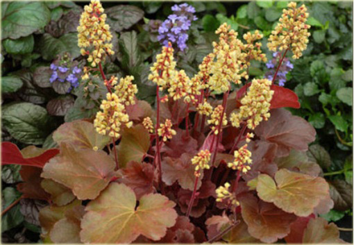 Żurawka Little Cutie Blondie Heuchera