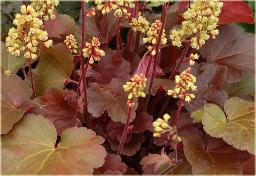Żurawka Little Cutie Blondie Heuchera