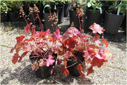 Żurawka Little Cutie Blondie Heuchera