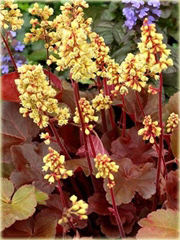 Żurawka Little Cutie Blondie Heuchera