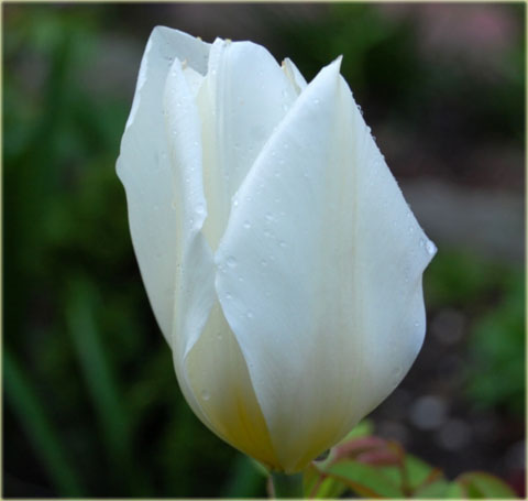 Tulipan Jan Paweł II biały Tulipa Triumph