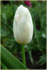 Tulipan Jan Paweł II biały Tulipa Triumph