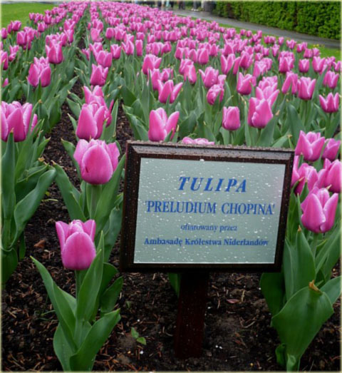 Tulipan Preludium Chopina lilioworóżowy Tulipa Triumph