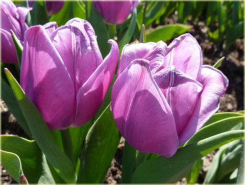 Tulipan Preludium Chopina lilioworóżowy Tulipa Triumph