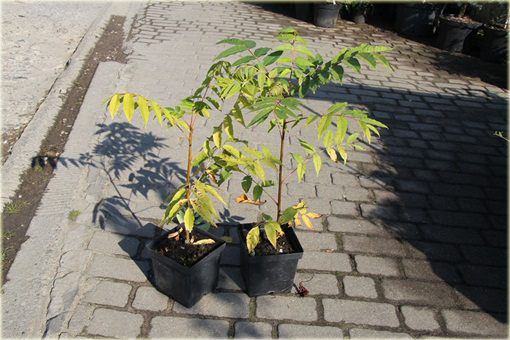 Drzewo warzywne, Cedrela,  Cedrówka chińska Toona sinensis