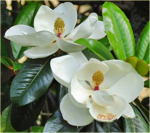 Magnolia wielkokwiatowa grandiflora Magnolia grandiflora