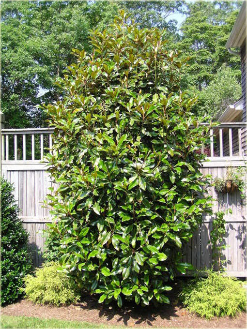 Magnolia wielkokwiatowa grandiflora Magnolia grandiflora