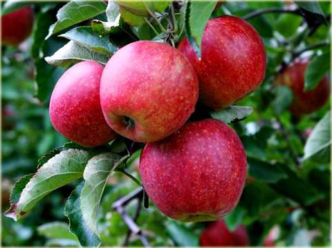 Jabłoń domowa Jonagored Malus domestica Jonagored