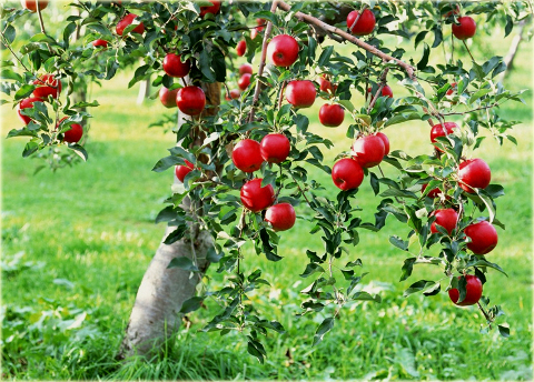 Jabłoń domowa Jonagored Malus domestica Jonagored