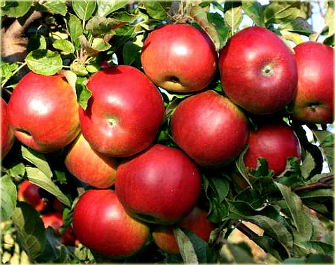 Jabłoń domowa Szampion Malus domestica Golden Szampion