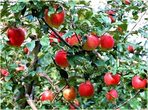 Jabłoń domowa Szampion Malus domestica Golden Szampion