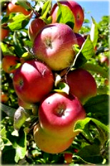 Jabłoń domowa Szampion Malus domestica Golden Szampions