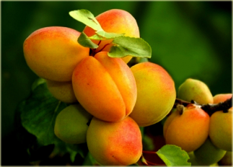Morela pospolita Early Orange Prunus armeniaca Early Orange