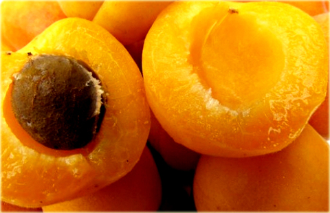 Morela pospolita Early Orange Prunus armeniaca Early Orange
