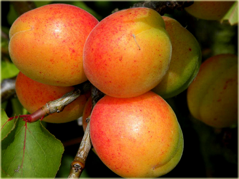 Morela pospolita Somo Prunus armeniaca Somo