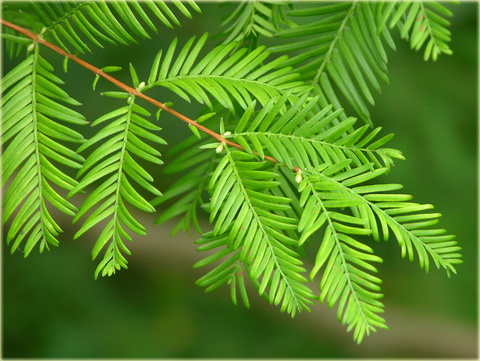 Metasekwoja chińska Metasequoia glyptostroboides
